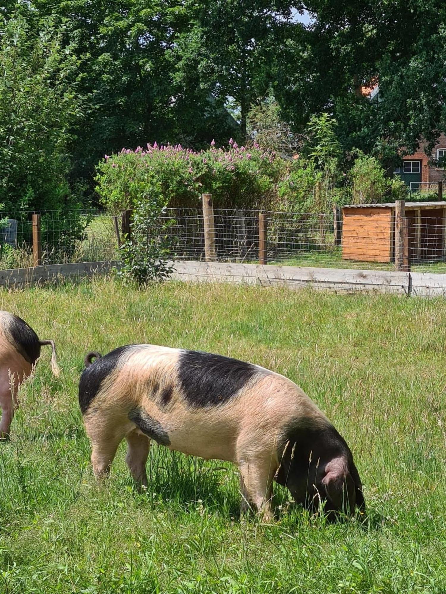 Naturhof Buschwiesen - Wohnung Lama Wilsum Екстер'єр фото